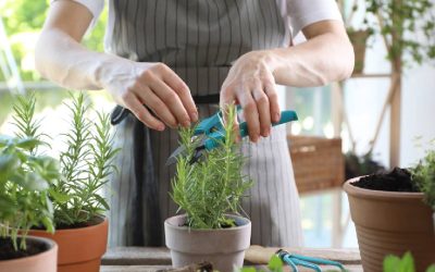 Plantele aromatice de mai: secrete pentru digestie bună și grădina plină
