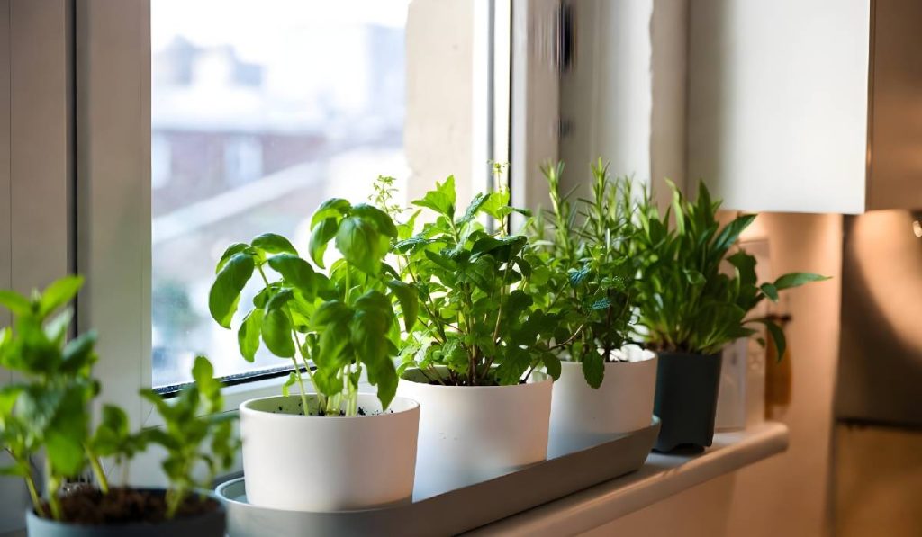Plante FĂRĂ sol în case: Cum „cresc” și de ce iscă febră în designul interior