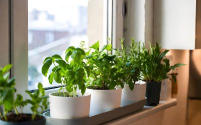 Plante FĂRĂ sol în case: Cum „cresc” și de ce iscă febră în designul interior