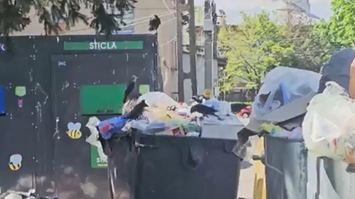 Bacău, sufocat de gunoaie: 65 de localități în stare de alertă, primarul dă vina pe bani