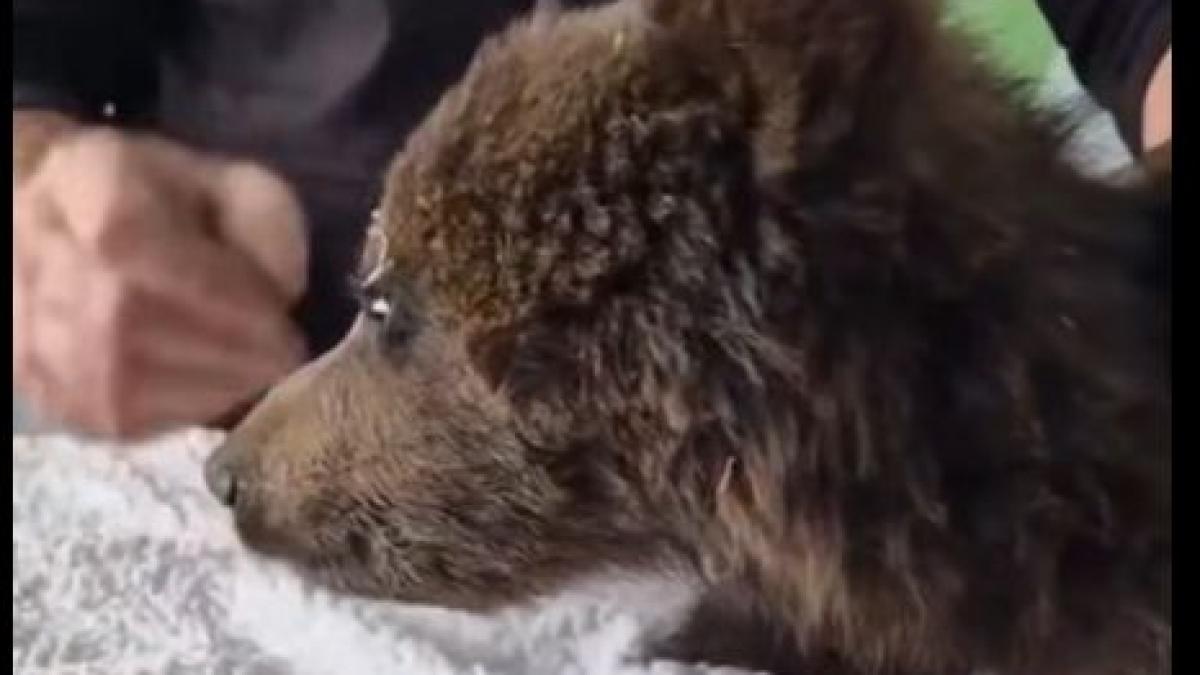 Ursuleț de câteva luni, găsit în pădure: luptă dramatică pentru viață