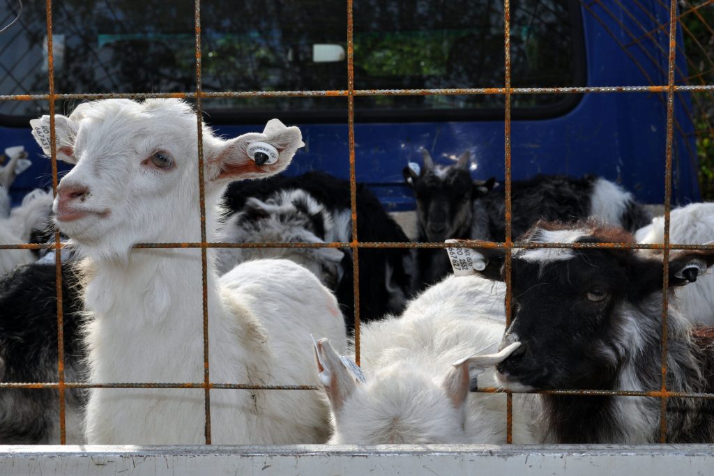 România, interdicție la export: Ovine și caprine, blocate până la finalul anului