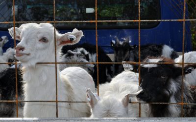 România, interdicție la export: Ovine și caprine, blocate până la finalul anului