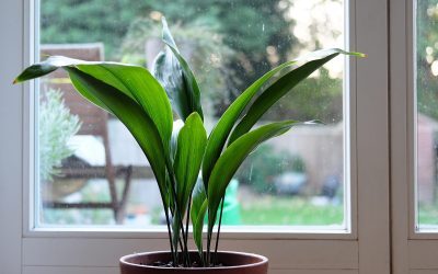 Planta cool: Vedeta spaniolilor și italienilor răcorește vara