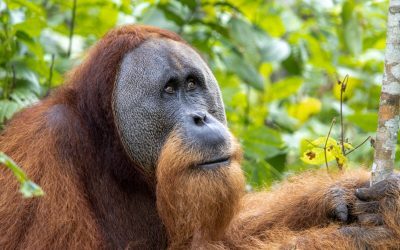 Urangutani în pericol: Fenomen meteo extrem în Borneo