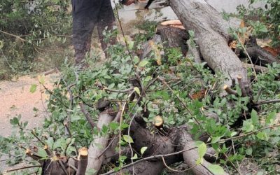 Furtună violentă: Copaci doborâți, zeci de mașini distruse