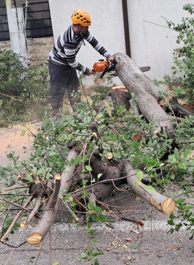 Furtună violentă: Copaci doborâți, zeci de mașini distruse