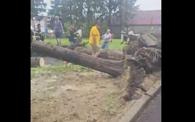 Copaci doborâți de vânt peste un stâlp la spital Vrancea