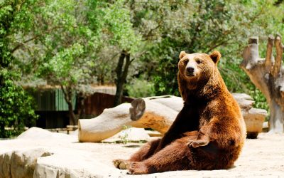 Ursul care a mâncat 20 de găini, împușcat la Avrig