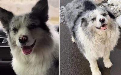 Câine celebru din China, furat, vândut la 23 de euro, apoi mâncat