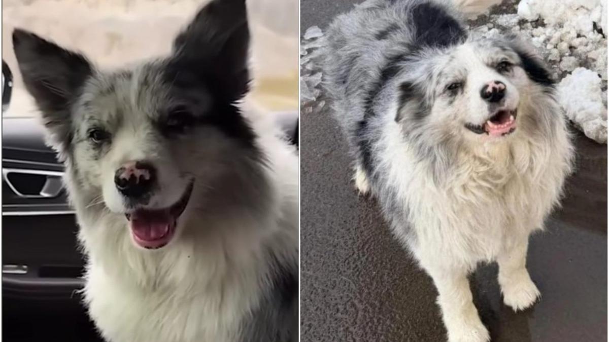 Câine celebru din China, furat, vândut la 23 de euro, apoi mâncat