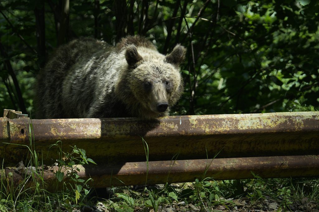 Jurnalist maghiar, atacat de urs la Băile Tușnad: a aruncat telefonul
