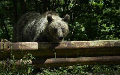 Jurnalist maghiar, atacat de urs la Băile Tușnad: a aruncat telefonul