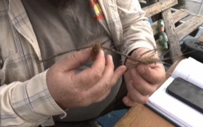 Invazie asiatică: Crevetă de apă dulce, prus Dunărea la poarta Deltei