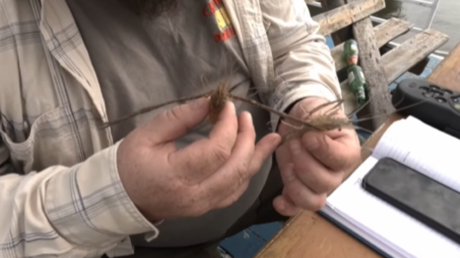 Invazie asiatică: Crevetă de apă dulce, prus Dunărea la poarta Deltei