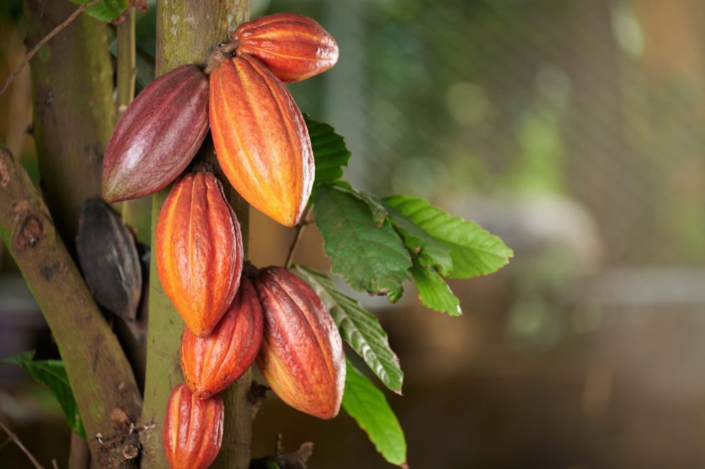 Noi cacao peruani, speranță pentru viitorul ciocolatei