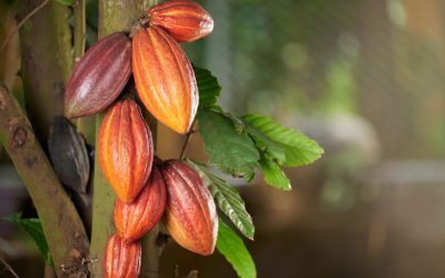 Noi cacao peruani, speranță pentru viitorul ciocolatei