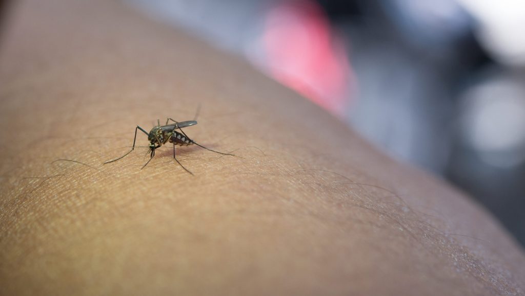 Dronă ucigașă de țânțari: Invenția românească ce ne scapă de înțepături