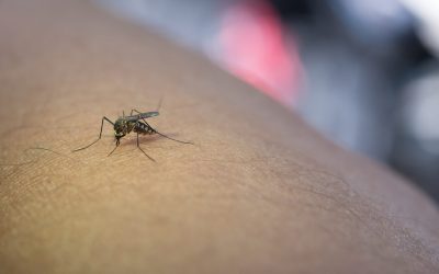 Dronă ucigașă de țânțari: Invenția românească ce ne scapă de înțepături
