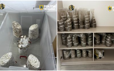 Droguri și ciuperci halucinogene: trei suspecți reținuți