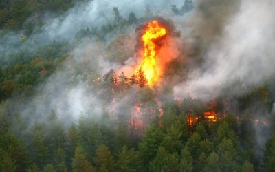 Fontainebleau arde. Pădure emblematică, prinsă în flăcări lângă Paris