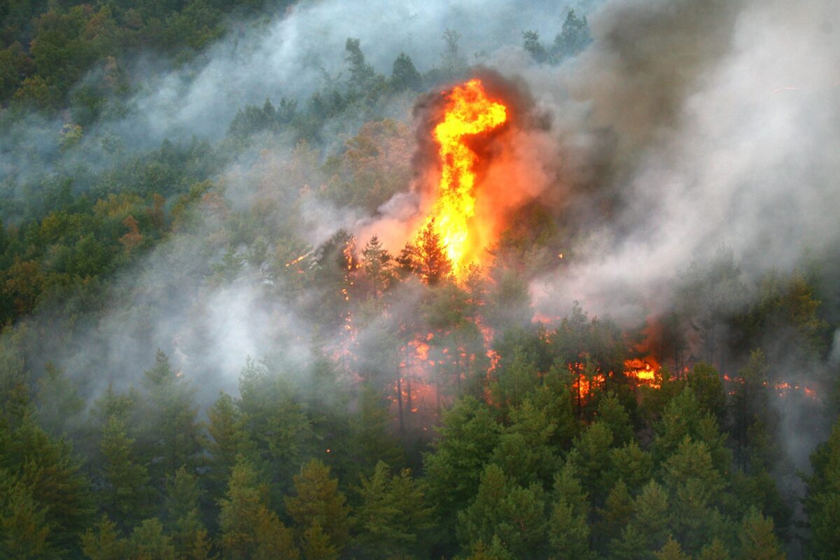 Fontainebleau arde. Pădure emblematică, prinsă în flăcări lângă Paris