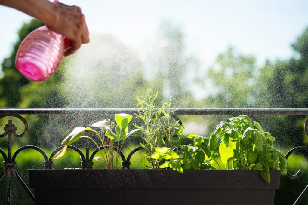 Plante aromate: 3 soiuri care alungă insectele și parfumează aerul