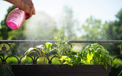 Plante aromate: 3 soiuri care alungă insectele și parfumează aerul