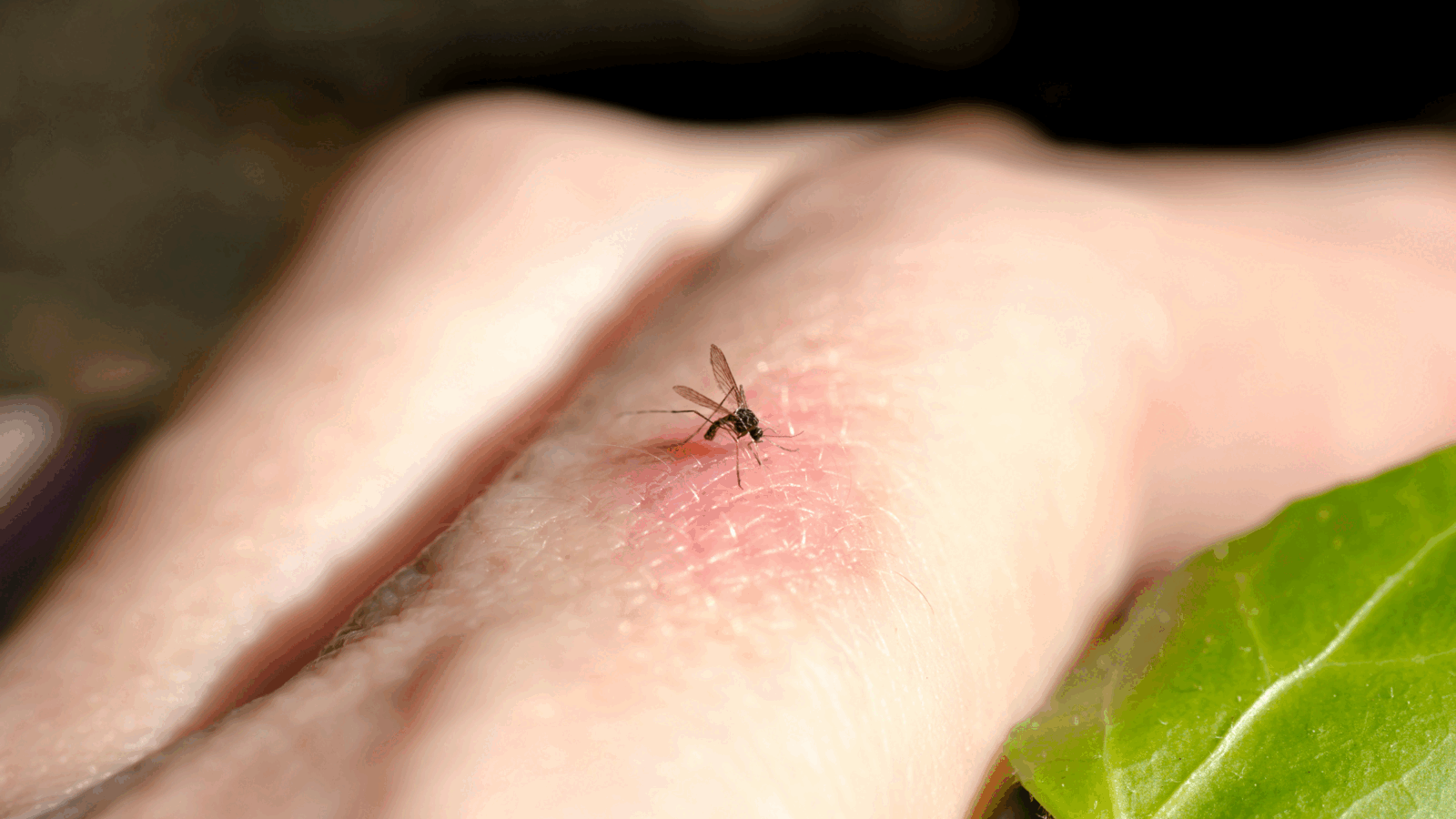 Curtea fără dăunători: Specialiștii, soluții naturale anti-viespi și țânțari