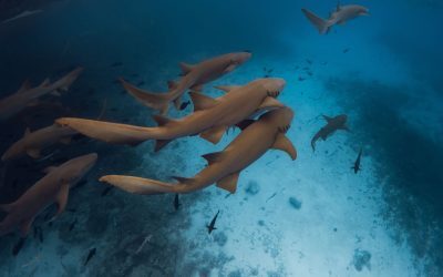 Oceanele fierbinți: Iulie 2023, record istoric de temperatură