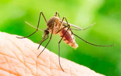 West Nile în Grecia: Riscul de vacanță și sfaturile autorităților