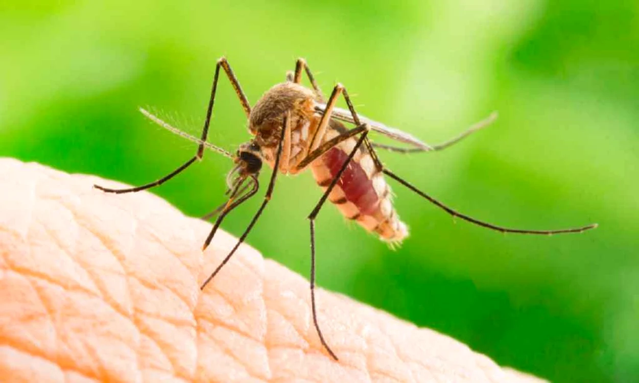 West Nile în Grecia: Riscul de vacanță și sfaturile autorităților