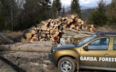 Buzoianu: Masive tăieri ilegale de arbori, descoperite de Garda Forestieră
