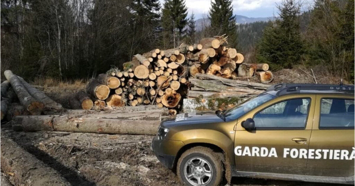 Buzoianu: Masive tăieri ilegale de arbori, descoperite de Garda Forestieră