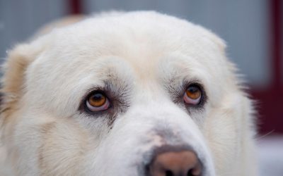 Filul primăriței din Berchișești, acuzat de masacrul a 600 de câini