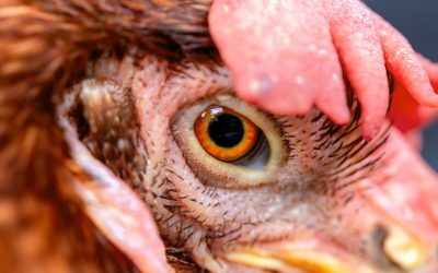 Ferme de pui, focare de noi bacterii periculoase