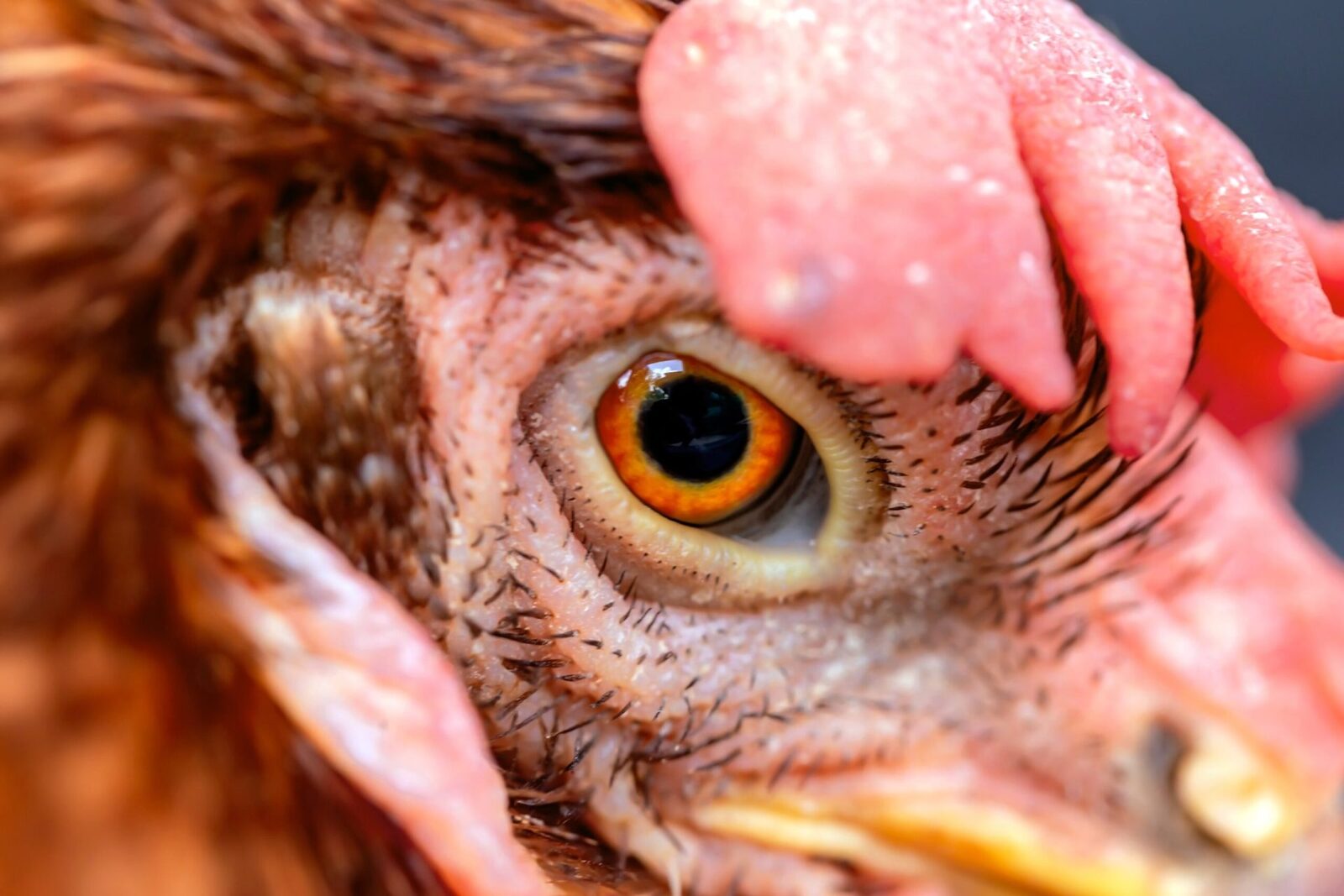 Ferme de pui, focare de noi bacterii periculoase