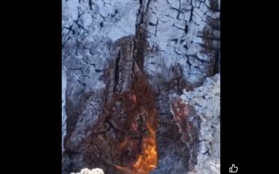 Copaci mistuiți de foc, din adâncuri spre cer