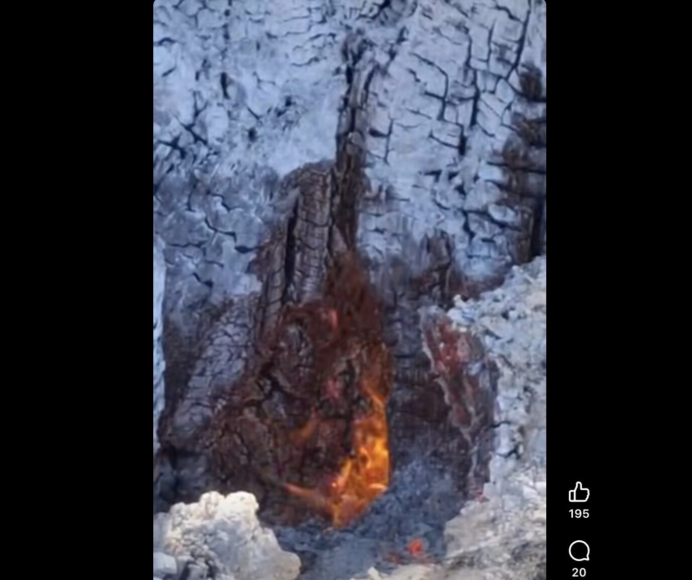 Copaci mistuiți de foc, din adâncuri spre cer
