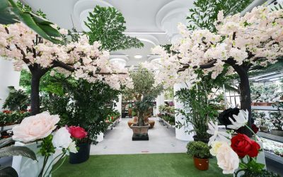 București: Mesteacăn de lux, cât un apartament, la mall-ul de plante