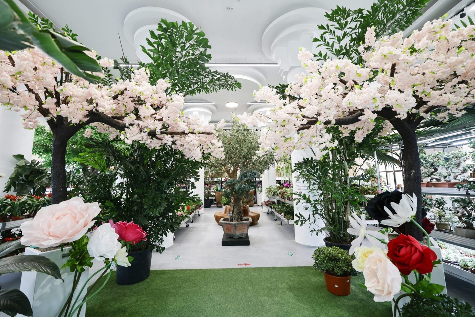 București: Mesteacăn de lux, cât un apartament, la mall-ul de plante