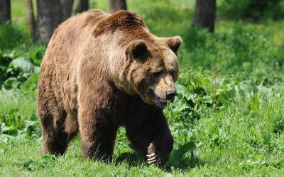 Buzoianu forțează primarii: Legea e gata, interveniți acum