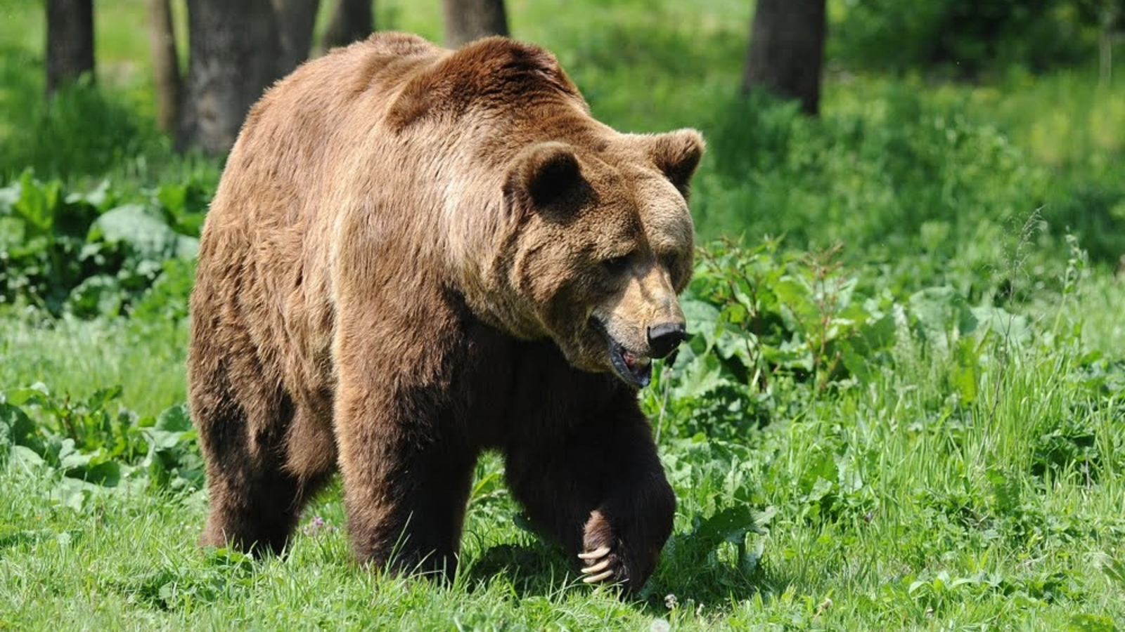 Buzoianu forțează primarii: Legea e gata, interveniți acum