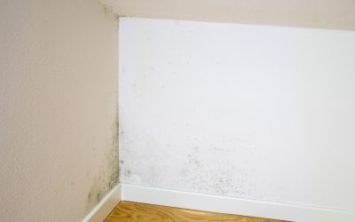 Mucegaiul din casă: risc pentru sănătate, nu doar pată
