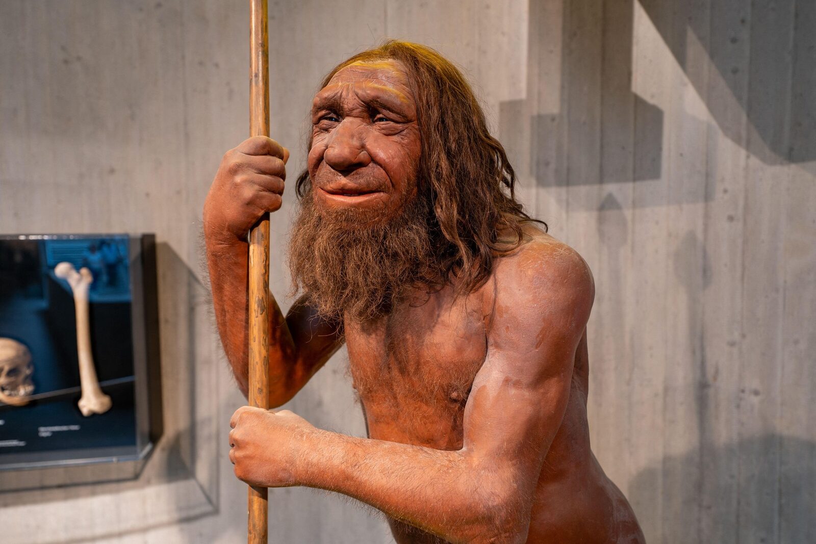 Neanderthalienii ne-au dat gena-minune pentru mușchi, dar puțini o au