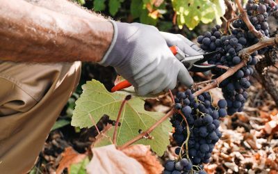 Fumul de la incendii, pericol pentru vinul Franței. Viticultorii își fac griji