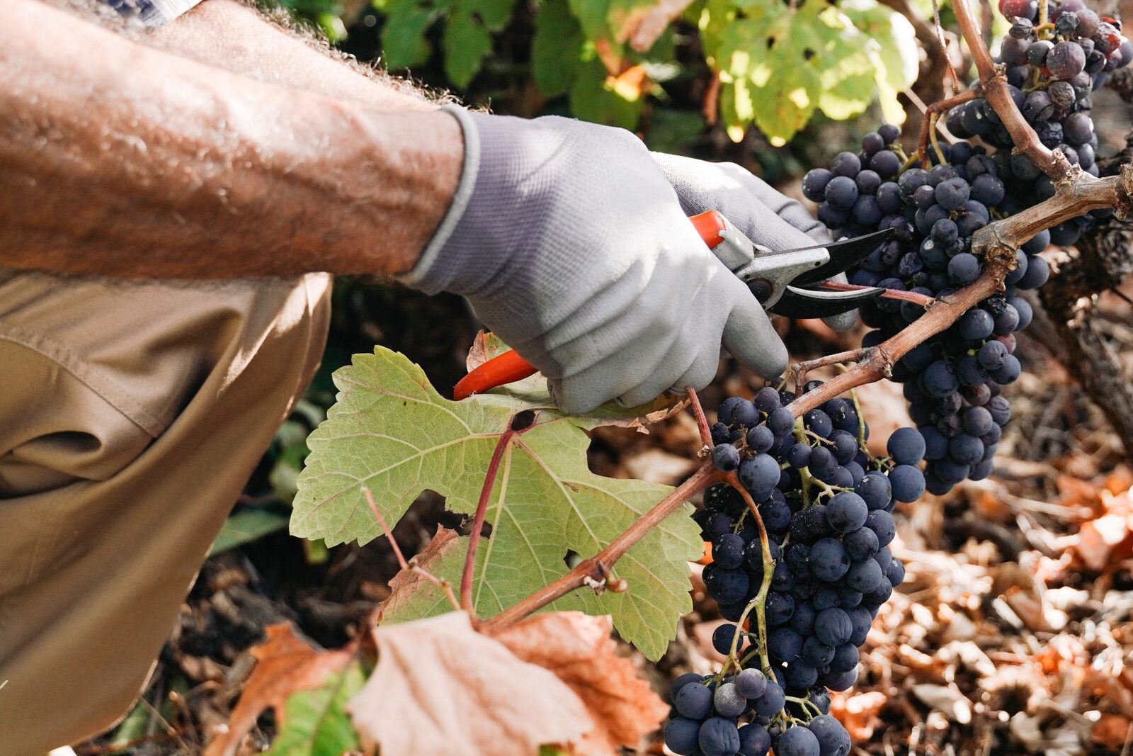 Fumul de la incendii, pericol pentru vinul Franței. Viticultorii își fac griji