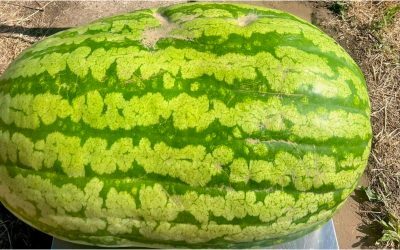 Moldova: Pepene uriaș de 74 kg, o premieră agricolă