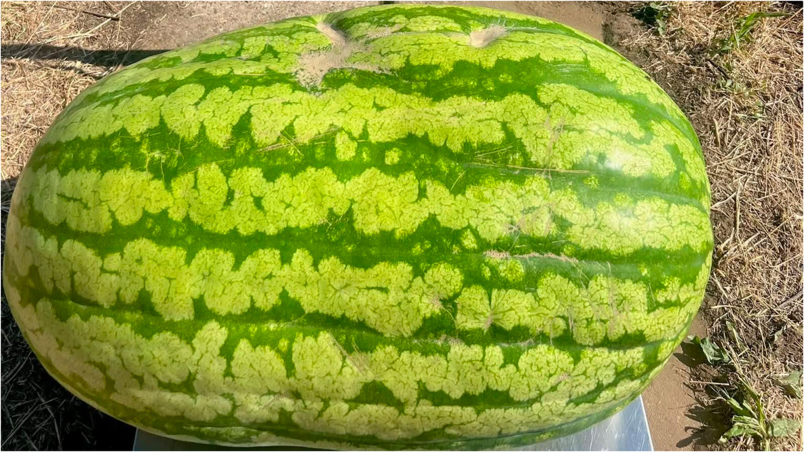 Moldova: Pepene uriaș de 74 kg, o premieră agricolă