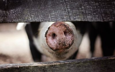 Comerț macabru: Evrei din România, „vânduți” de comuniști pentru porci